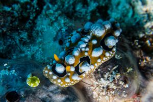 Ocellate Phyllidia