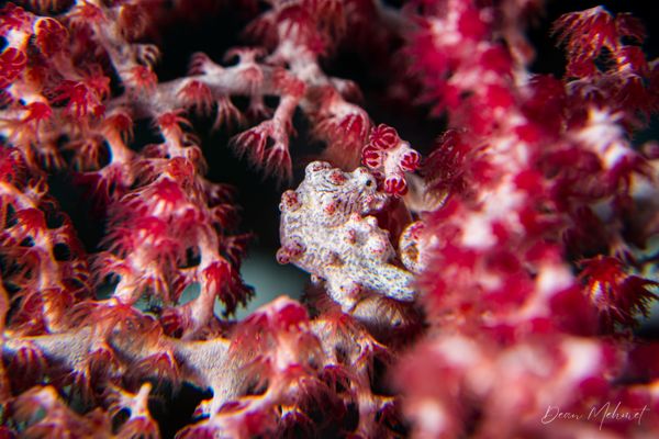 Pygmy Seahorse - Raja Ampat - 27 September 2026 - Dive 1 - Cape Kri