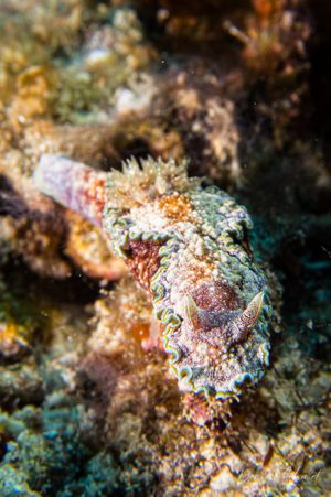 Glossodoris acosti