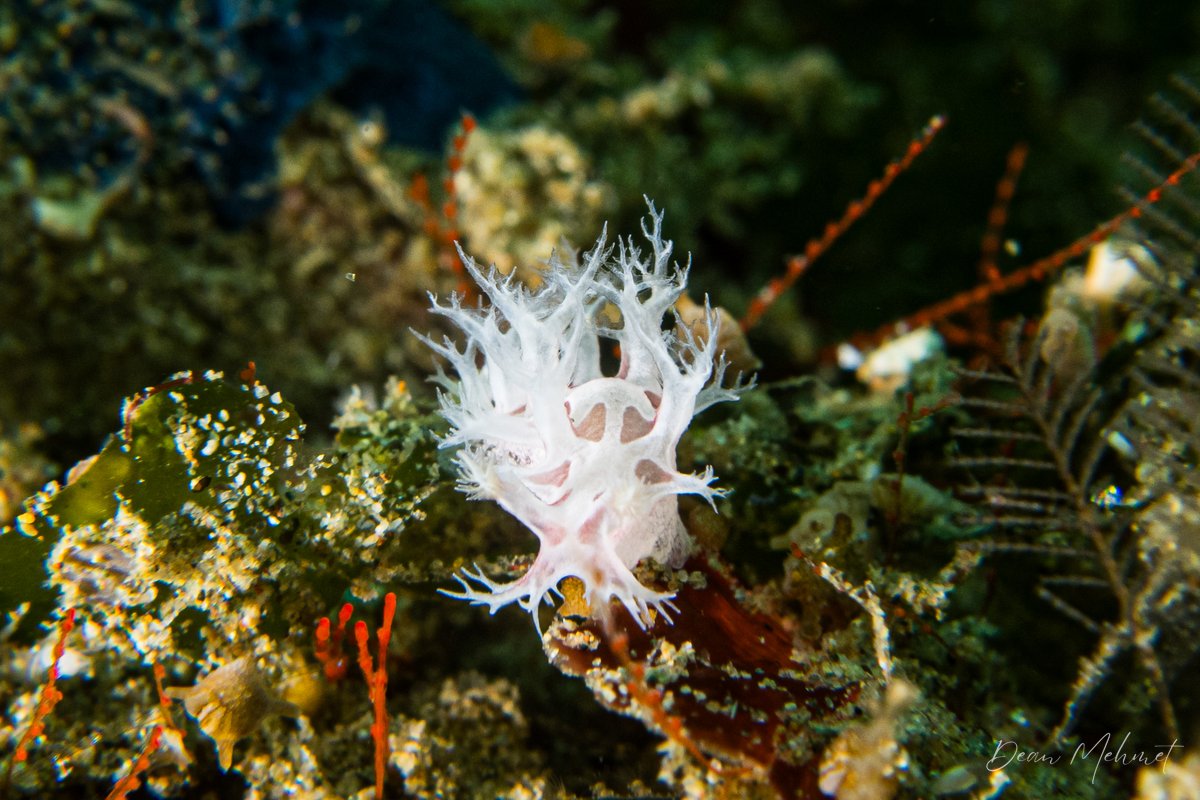 Tritoniopsis elegans hero image