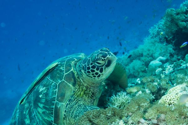 Green Sea Turtle - Raja Ampat - 27 September 2026 - Dive 2 - Sawandarek Jetty