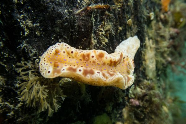 Rye Pier encounter 20