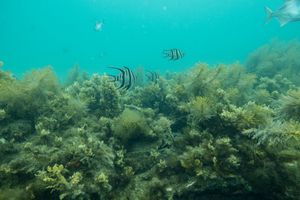 Rye Pier dive
