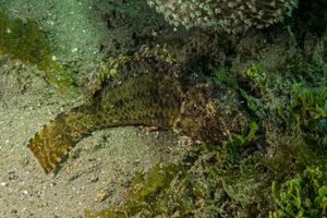 Star-eye Parrotfish