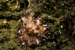 Flatworm Discodoris