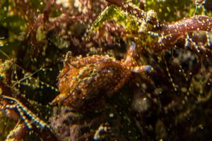 Aplysia nigrocincta
