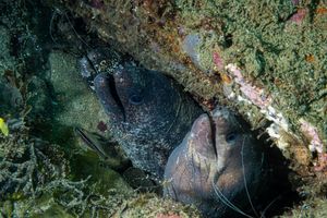 Highfin Moray