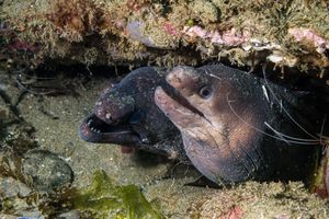 Highfin Moray