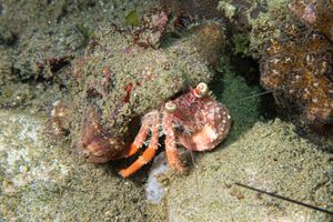 Anemone Hermit Crab