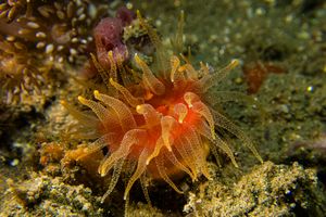 Cladopsammia gracilis