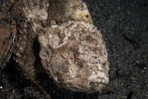 Humpback Scorpionfish