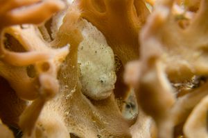 Striate Anglerfish