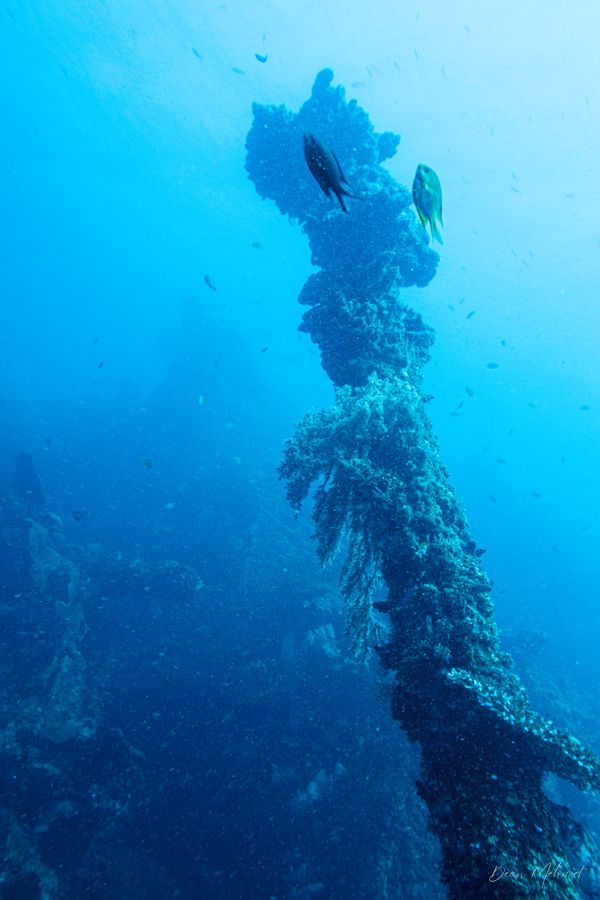 USAT Liberty Wreck encounter 15