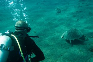 Green Sea Turtle