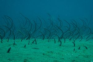 Brown Garden Eel