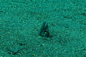 Black-finned Snake Eel