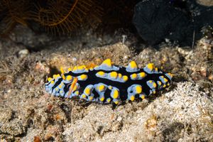 Varicose Wart Slug