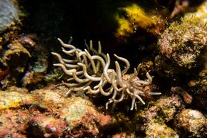 Yellow-tipped Phyllodesmium