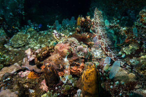 USAT Liberty Wreck encounter 22
