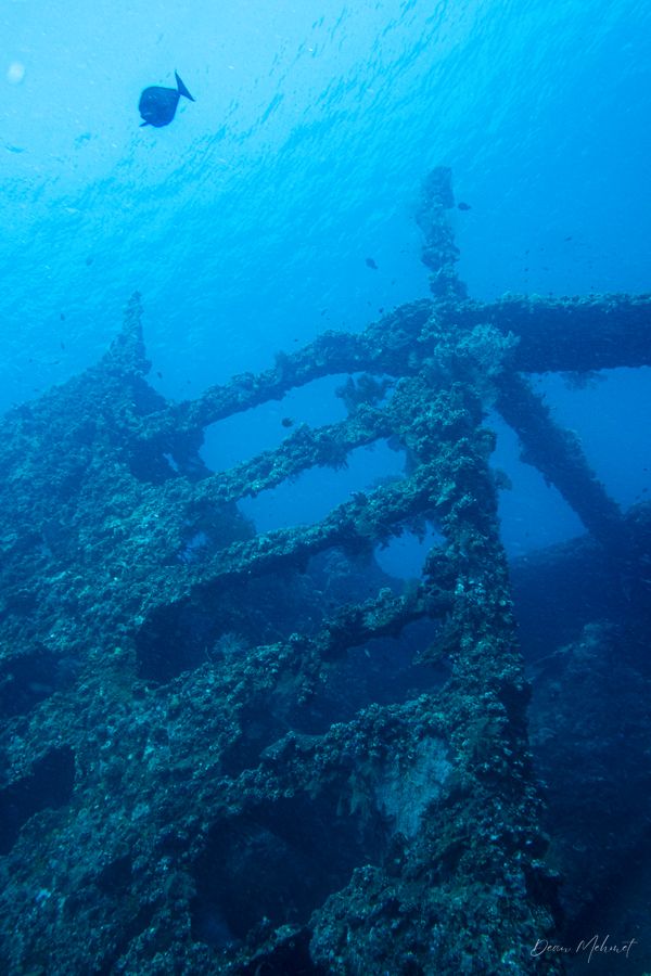 USAT Liberty Wreck encounter 23