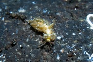 Warty Baeolidia