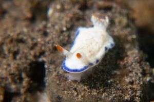 Hypselodoris sagamiensis
