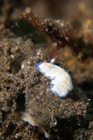 Hypselodoris sagamiensis