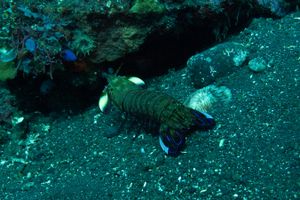 Peacock Mantis Shrimp