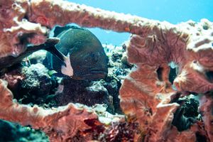 Peacock Rockcod