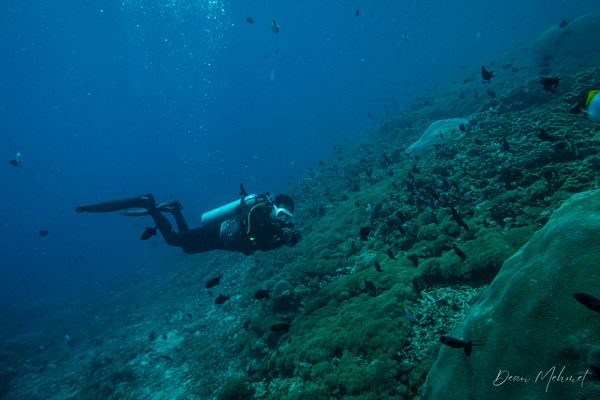 Archive frame - Amed, Bali - 4 July 2026 - Dive 2 - Senta