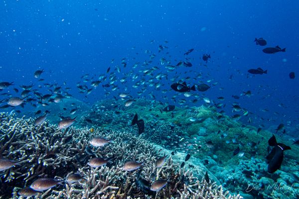 Archive frame - Amed, Bali - 4 July 2026 - Dive 2 - Senta