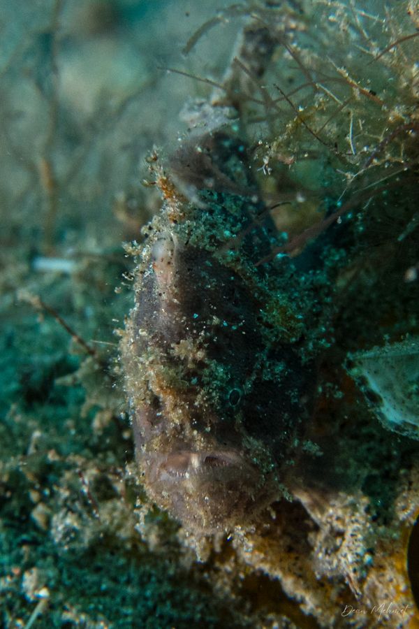 Malatapay encounter 42