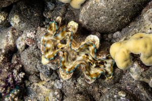 Fluted Giant Clam