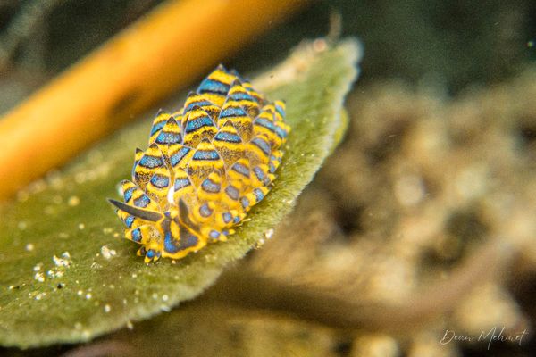 San Miguel Point encounter 24