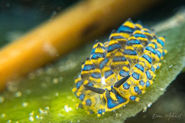 San Miguel Point encounter 25