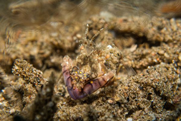 San Miguel Point encounter 27