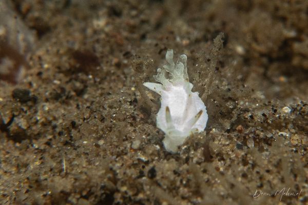 San Miguel Point encounter 32