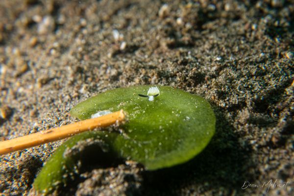 San Miguel Point encounter 33