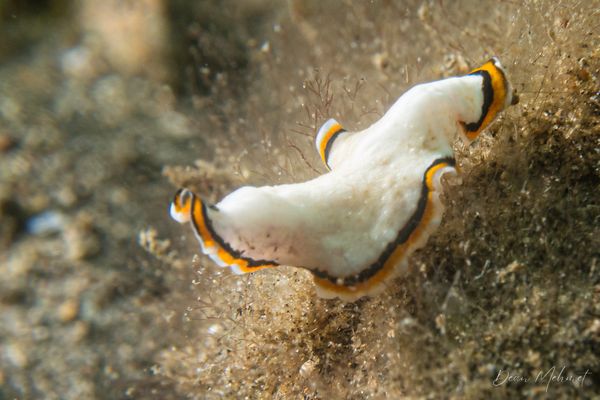San Miguel Point encounter 34
