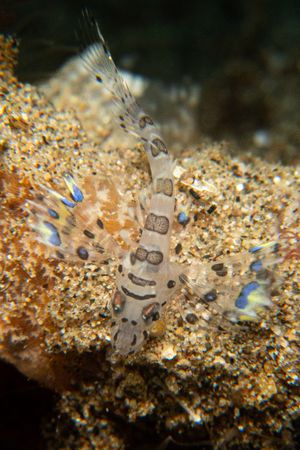 Dwarf Lionfish