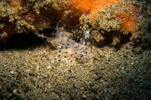 Striate Anglerfish
