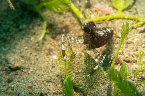 Common Mantis Shrimp