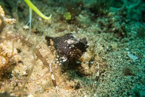 Common Mantis Shrimp