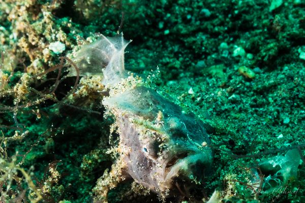 San Miguel Point encounter 37