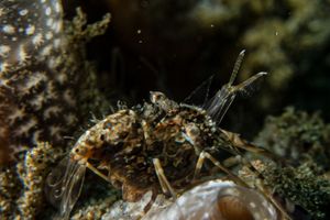 Marbled Shrimp