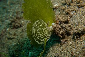 Striped Nudibranch