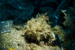 Spotted Scorpionfish