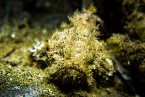 Spotted Scorpionfish