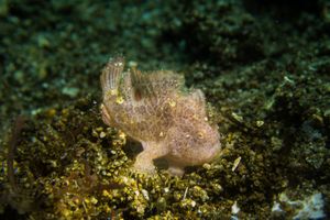 Abantennarius