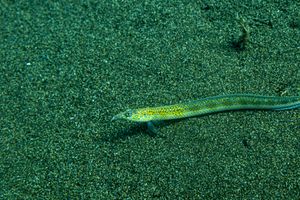 Elegant Sand Diver